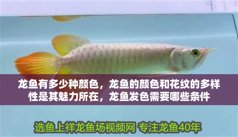龍魚有多少種顏色，龍魚的顏色和花紋的多樣性是其魅力所在，龍魚發(fā)色需要哪些條件
