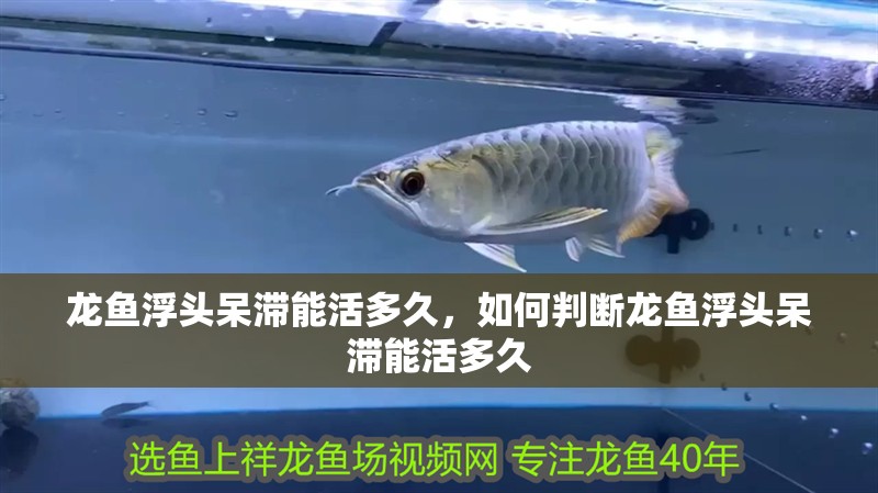 龍魚浮頭呆滯能活多久，如何判斷龍魚浮頭呆滯能活多久