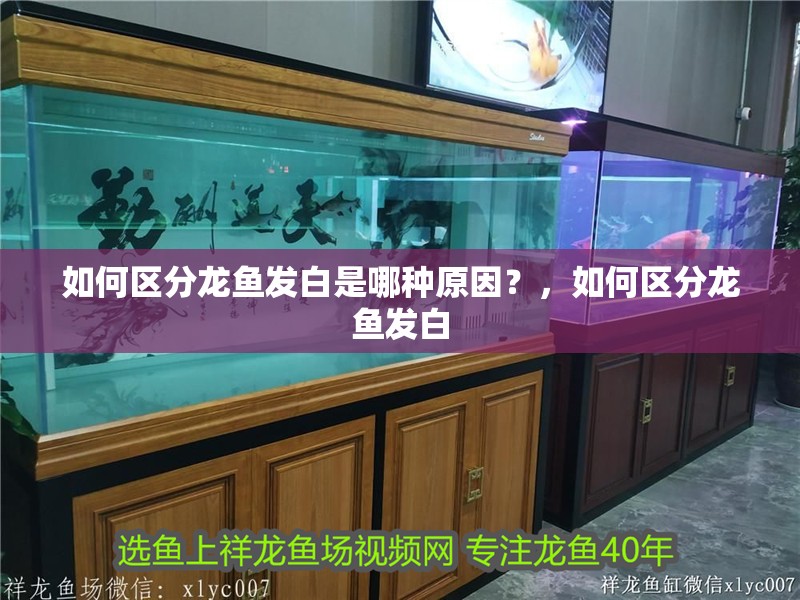 如何區分龍魚發白是哪種原因？，如何區分龍魚發白