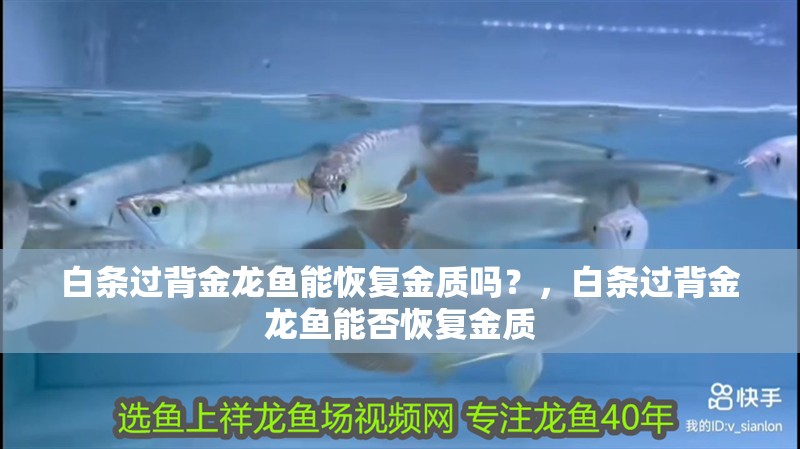 白條過背金龍魚能恢復金質(zhì)嗎？，白條過背金龍魚能否恢復金質(zhì)