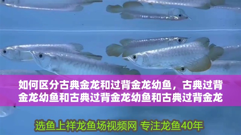 如何區(qū)分古典金龍和過背金龍幼魚，古典過背金龍幼魚和古典過背金龍幼魚和古典過背金龍幼魚