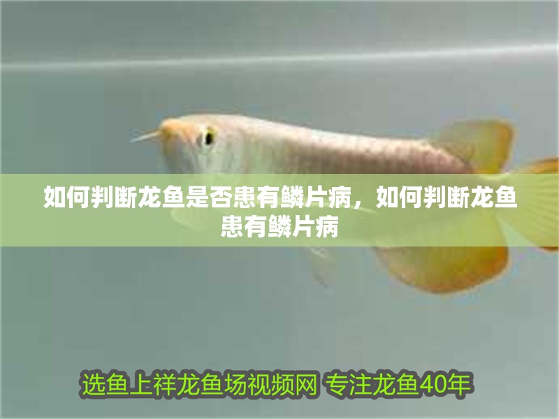 如何判斷龍魚是否患有鱗片病，如何判斷龍魚患有鱗片病