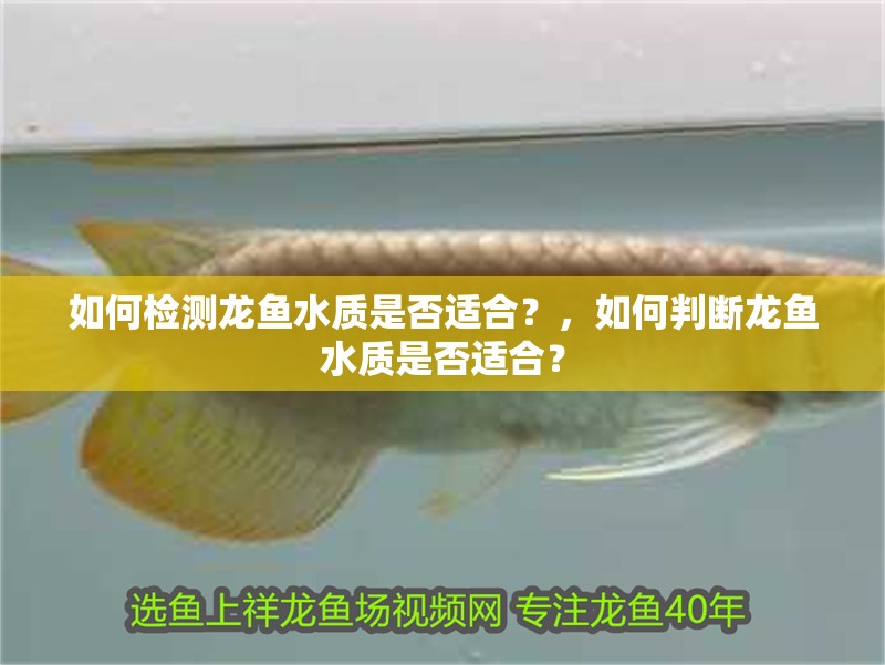 如何檢測龍魚水質是否適合？，如何判斷龍魚水質是否適合？