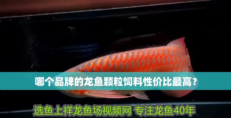 哪個品牌的龍魚顆粒飼料性價比最高？