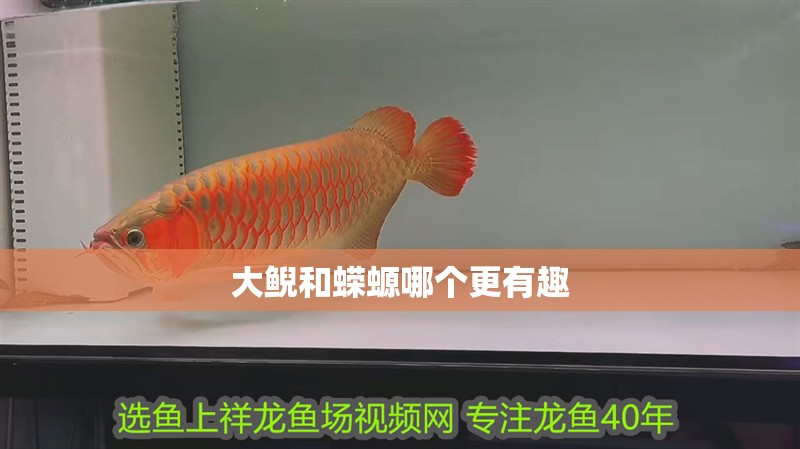 大鯢和蠑螈哪個更有趣