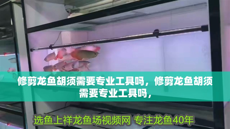 修剪龍魚胡須需要專業工具嗎，修剪龍魚胡須需要專業工具嗎，
