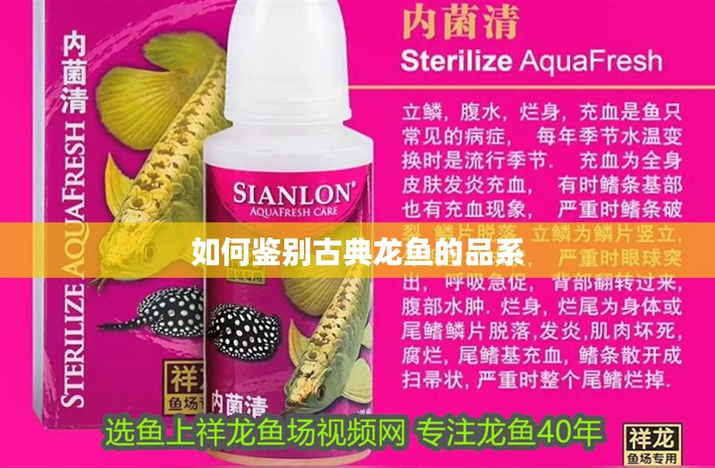 如何鑒別古典龍魚的品系