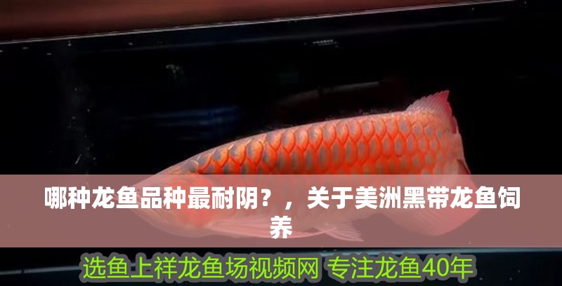 哪種龍魚品種最耐陰?,關于美洲黑帶龍魚飼養