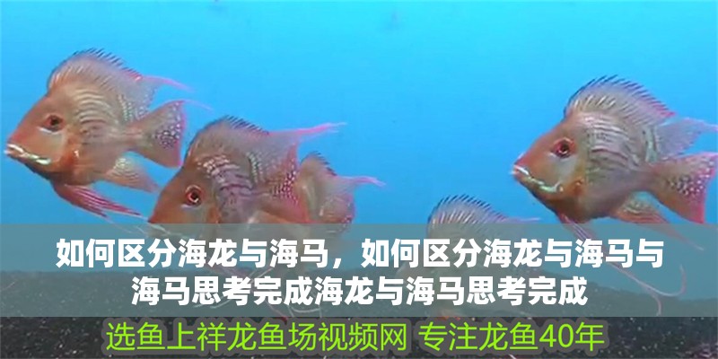 如何區(qū)分海龍與海馬，如何區(qū)分海龍與海馬與海馬思考完成海龍與海馬思考完成