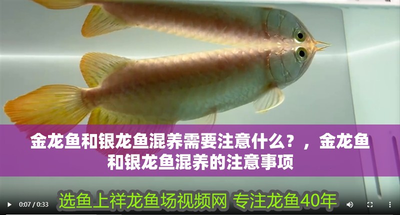 金龍魚和銀龍魚混養(yǎng)需要注意什么？，金龍魚和銀龍魚混養(yǎng)的注意事項(xiàng)