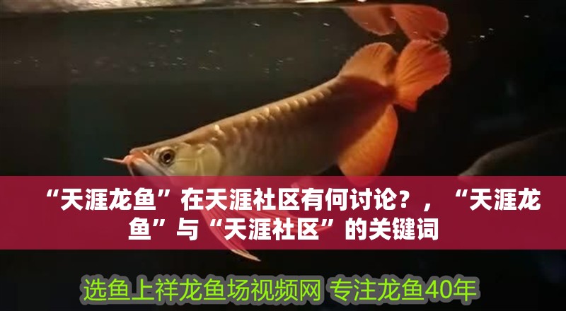 “天涯龍魚”在天涯社區有何討論？，“天涯龍魚”與“天涯社區”的關鍵詞