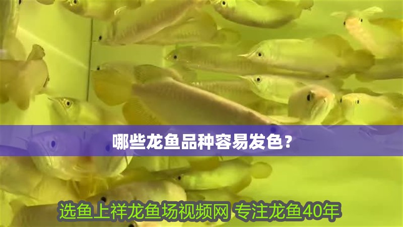 哪些龍魚品種容易發(fā)色？