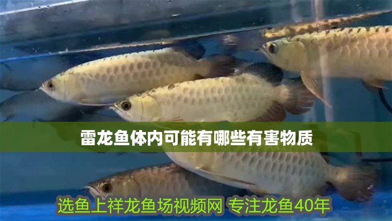 雷龍魚體內可能有哪些有害物質