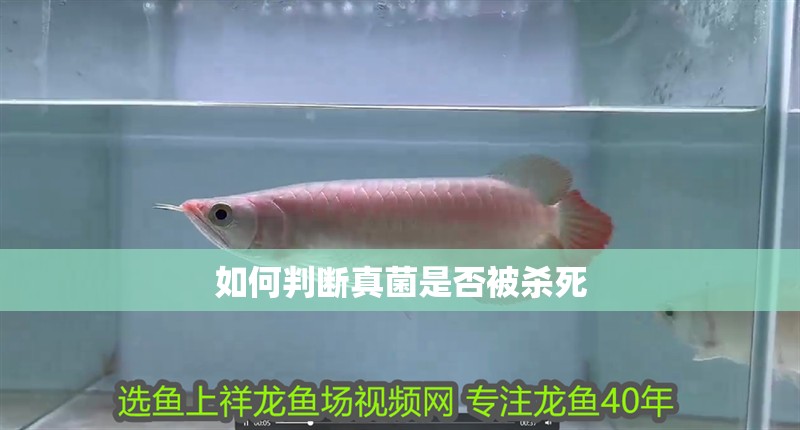 如何判斷真菌是否被殺死