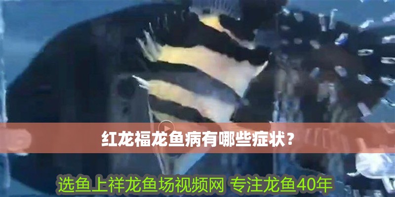 紅龍福龍魚病有哪些癥狀？