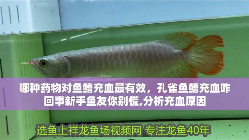 哪種藥物對魚鰭充血最有效，孔雀魚鰭充血咋回事新手魚友你別慌,分析充血原因