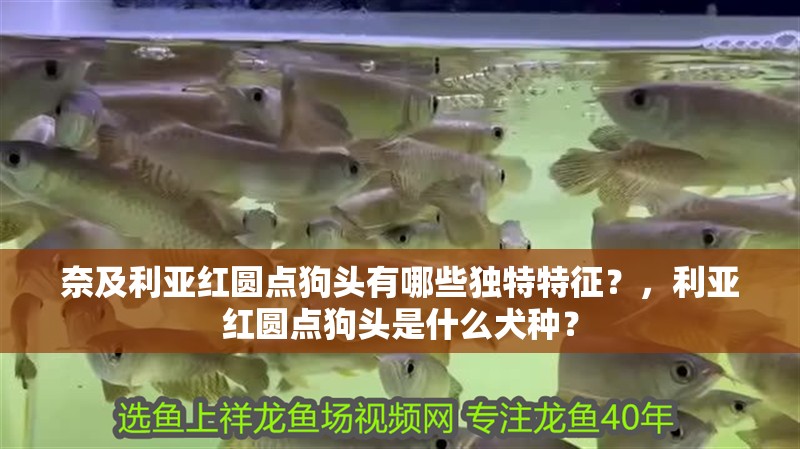 奈及利亞紅圓點狗頭有哪些獨特特征？，利亞紅圓點狗頭是什么犬種？