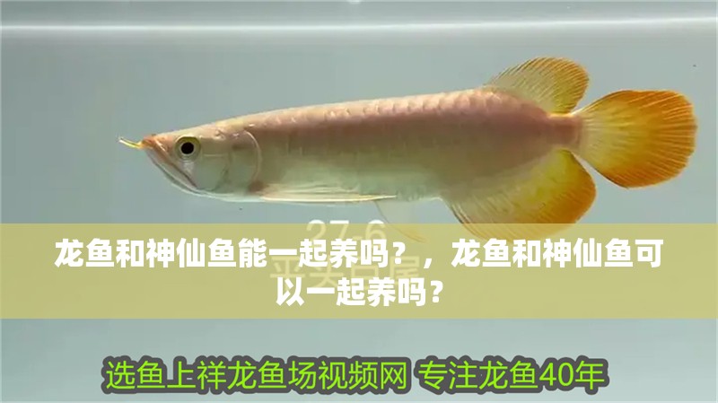 龍魚和神仙魚能一起養嗎？，龍魚和神仙魚可以一起養嗎？