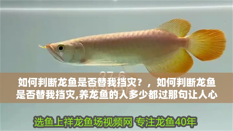 如何判斷龍魚是否替我擋災？，如何判斷龍魚是否替我擋災,養龍魚的人多少都過那句讓人心頭一緊