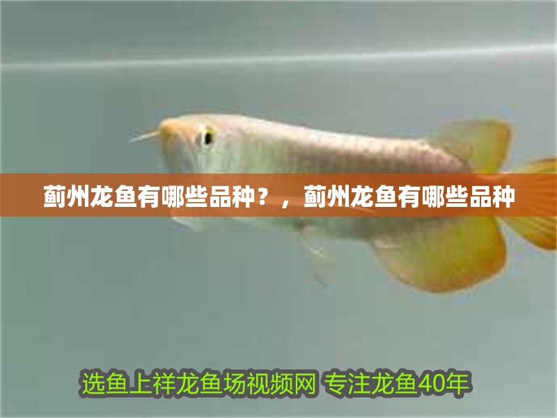 薊州龍魚有哪些品種？，薊州龍魚有哪些品種