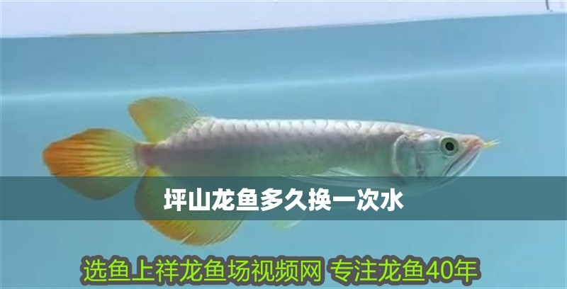 坪山龍魚(yú)多久換一次水