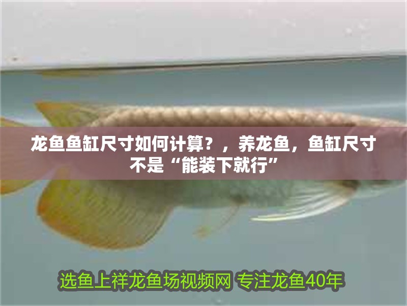 龍魚魚缸尺寸如何計算？，養龍魚，魚缸尺寸不是“能裝下就行”