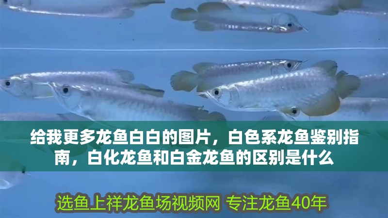 給我更多龍魚白白的圖片，白色系龍魚鑒別指南，白化龍魚和白金龍魚的區(qū)別是什么