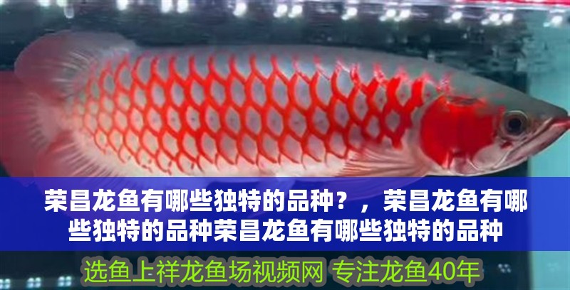 榮昌龍魚有哪些獨特的品種？，榮昌龍魚有哪些獨特的品種榮昌龍魚有哪些獨特的品種