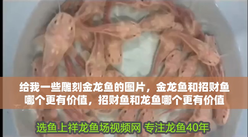 給我一些雕刻金龍魚的圖片，金龍魚和招財魚哪個更有價值，招財魚和龍魚哪個更有價值