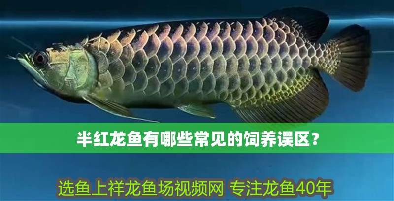 半紅龍魚有哪些常見的飼養誤區？