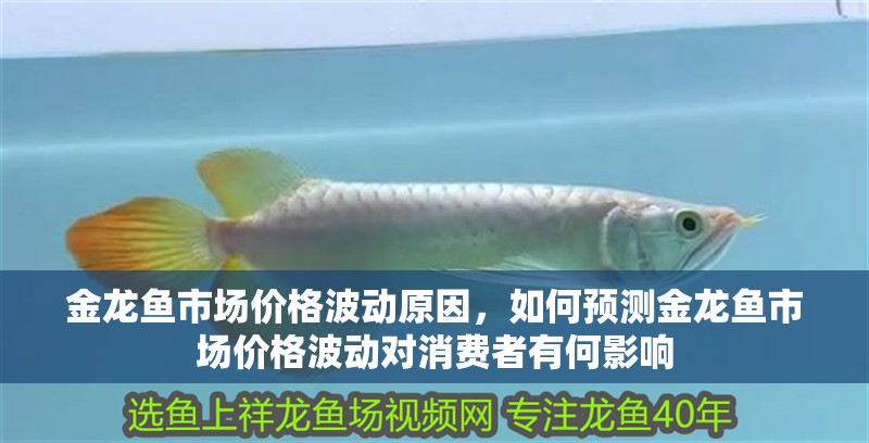 金龍魚市場價格波動原因，如何預測金龍魚市場價格波動對消費者有何影響