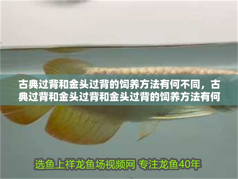 古典過背和金頭過背的飼養(yǎng)方法有何不同，古典過背和金頭過背和金頭過背的飼養(yǎng)方法有何不同