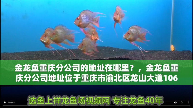 金龍魚重慶分公司的地址在哪里？，金龍魚重慶分公司地址位于重慶市渝北區龍山大道106號