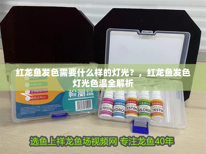 紅龍魚發色需要什么樣的燈光？，紅龍魚發色燈光色溫全解析