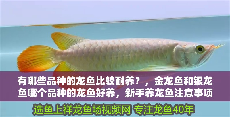 有哪些品種的龍魚比較耐養？，金龍魚和銀龍魚哪個品種的龍魚好養，新手養龍魚注意事項