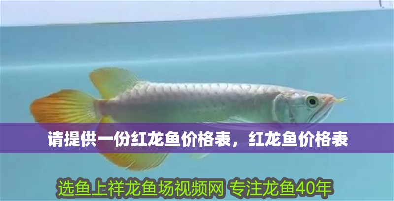 請提供一份紅龍魚價格表，紅龍魚價格表