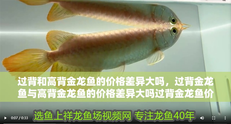 過背和高背金龍魚的價格差異大嗎，過背金龍魚與高背金龍魚的價格差異大嗎過背金龍魚價格差異大嗎