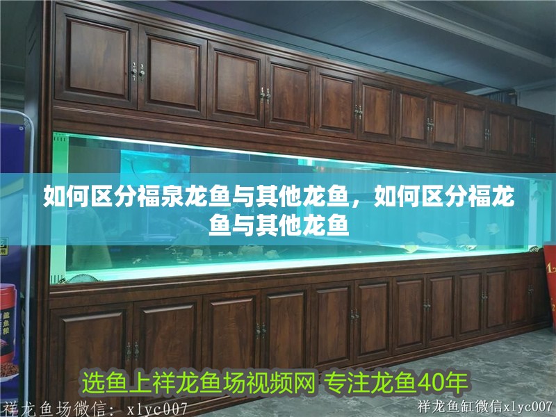 如何區分福泉龍魚與其他龍魚，如何區分福龍魚與其他龍魚