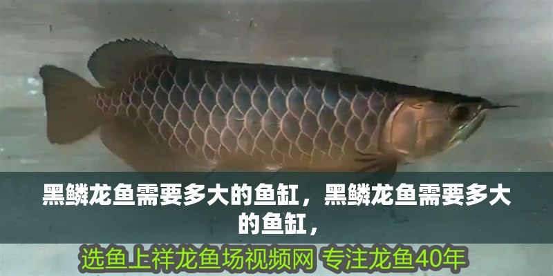 黑鱗龍魚(yú)需要多大的魚(yú)缸，黑鱗龍魚(yú)需要多大的魚(yú)缸，