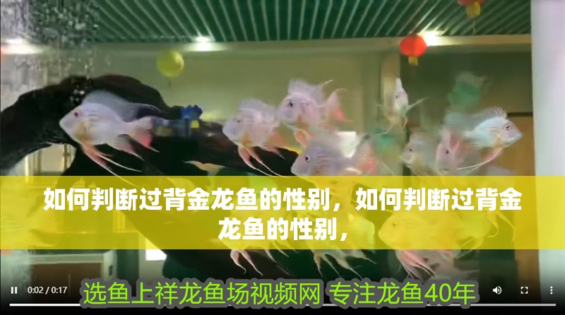 如何判斷過背金龍魚的性別，如何判斷過背金龍魚的性別，