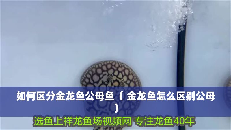 如何區(qū)分金龍魚公母魚（ 金龍魚怎么區(qū)別公母）