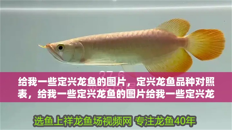 給我一些定興龍魚的圖片，定興龍魚品種對照表，給我一些定興龍魚的圖片給我一些定興龍魚的圖片