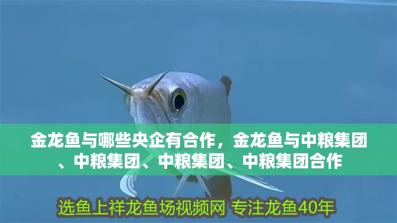 金龍魚(yú)與哪些央企有合作，金龍魚(yú)與中糧集團(tuán)、中糧集團(tuán)、中糧集團(tuán)、中糧集團(tuán)合作