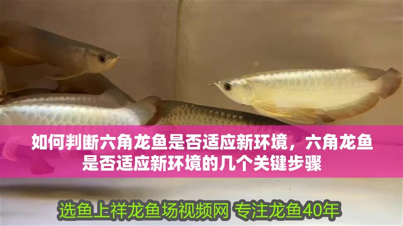 如何判斷六角龍魚是否適應新環境，六角龍魚是否適應新環境的幾個關鍵步驟