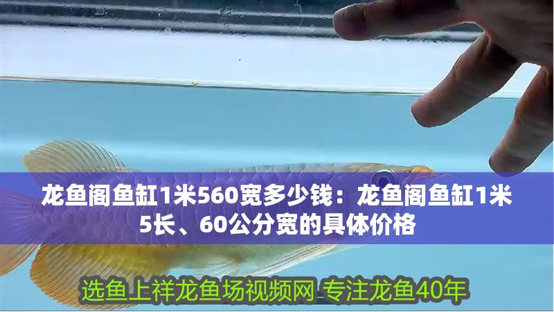 龍魚閣魚缸1米560寬多少錢：龍魚閣魚缸1米5長、60公分寬的具體價格