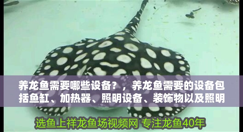 養龍魚需要哪些設備？，養龍魚需要的設備包括魚缸、加熱器、照明設備、裝飾物以及照明設備
