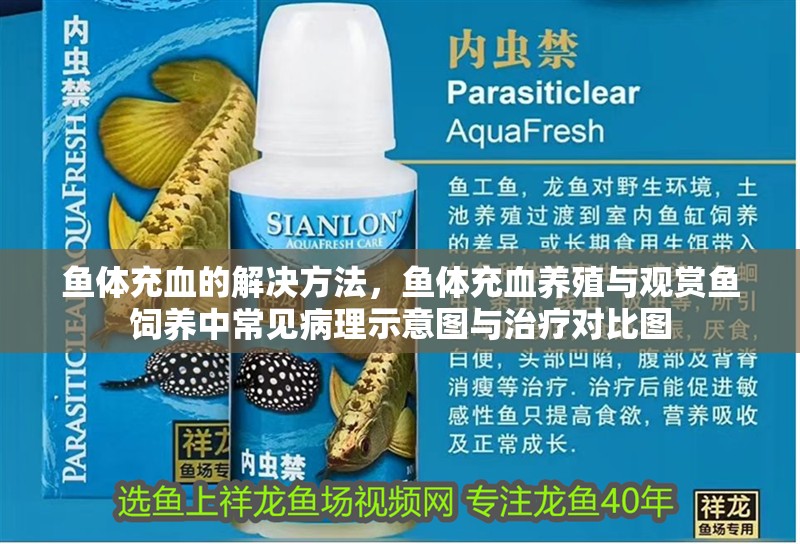 魚體充血的解決方法，魚體充血養殖與觀賞魚飼養中常見病理示意圖與治療對比圖