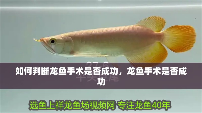 如何判斷龍魚手術是否成功，龍魚手術是否成功
