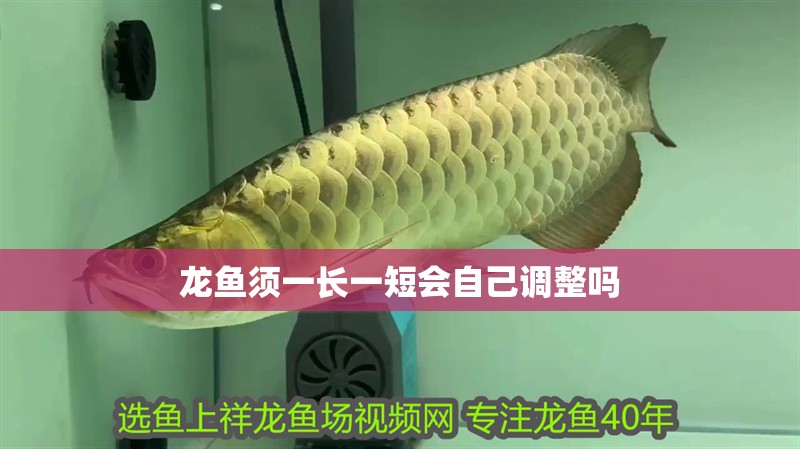 龍魚須一長一短會自己調整嗎