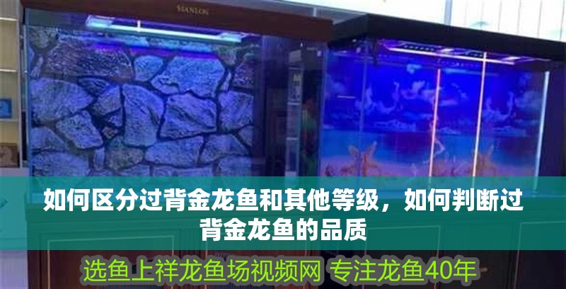 如何區分過背金龍魚和其他等級，如何判斷過背金龍魚的品質